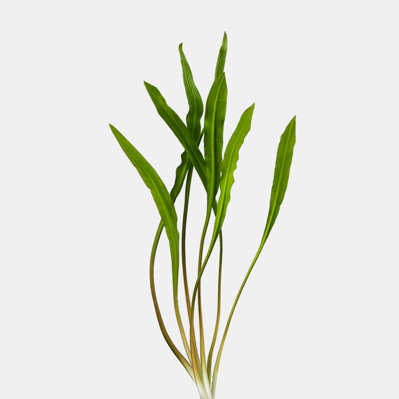 Cryptocoryne Costata