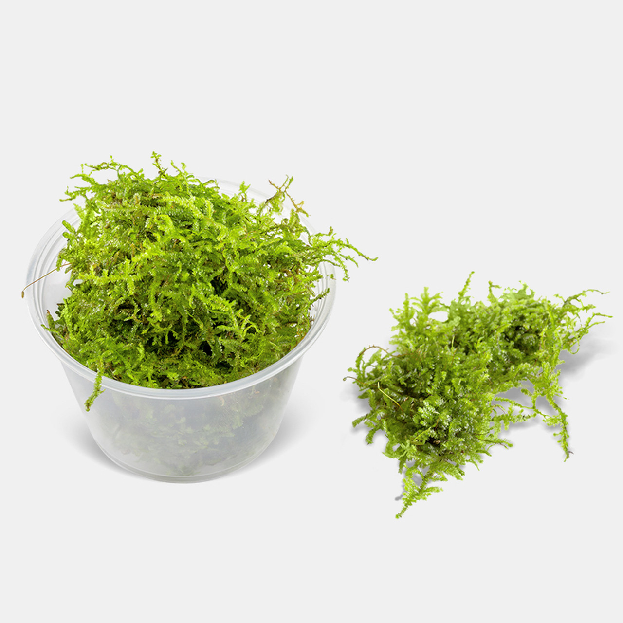 Java Moss Live Plant (Vesicularia dubyana) 4 oz Cup