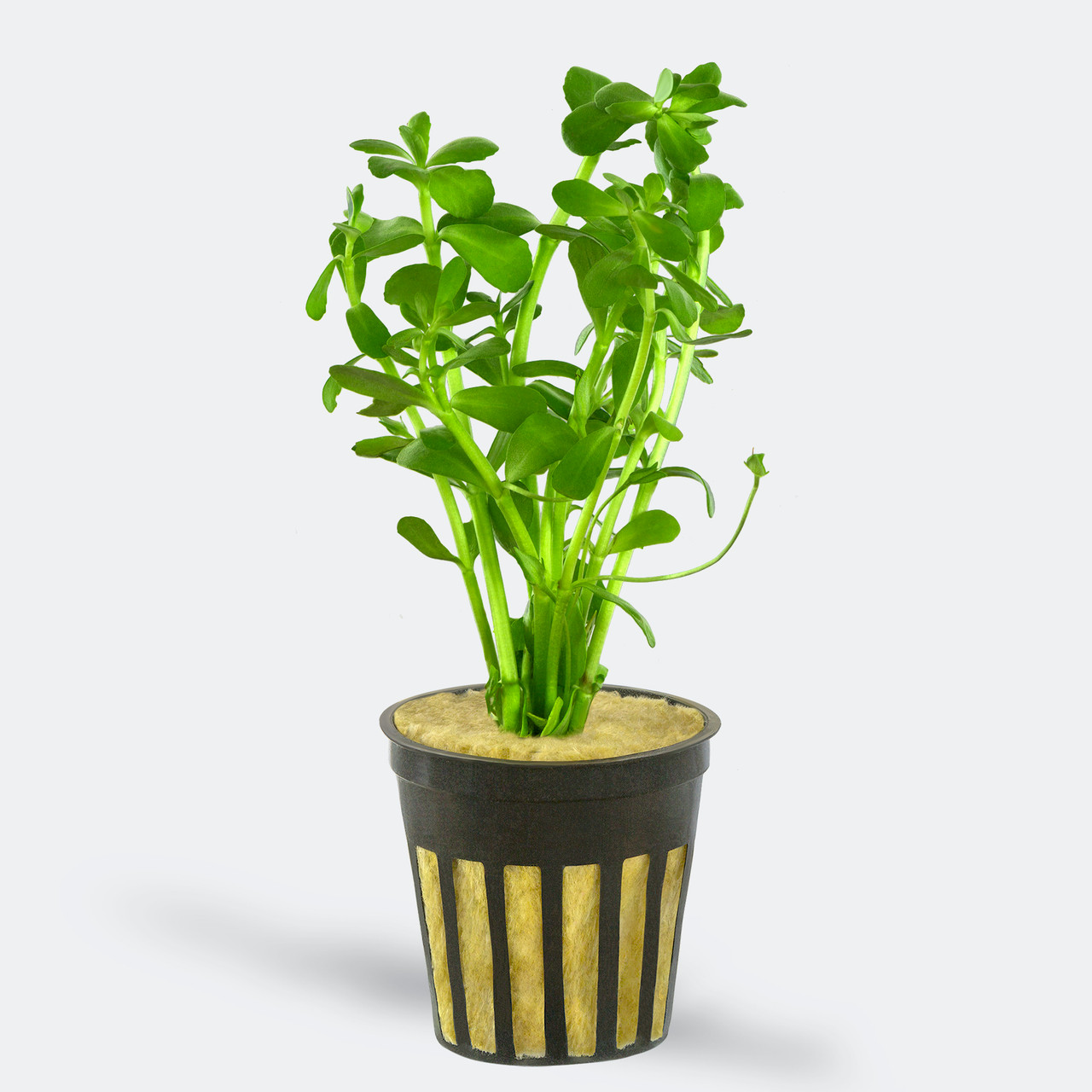 Moneywort (Bacopa monnieri) | Potted Live Aquarium Plant | Modern Aquarium