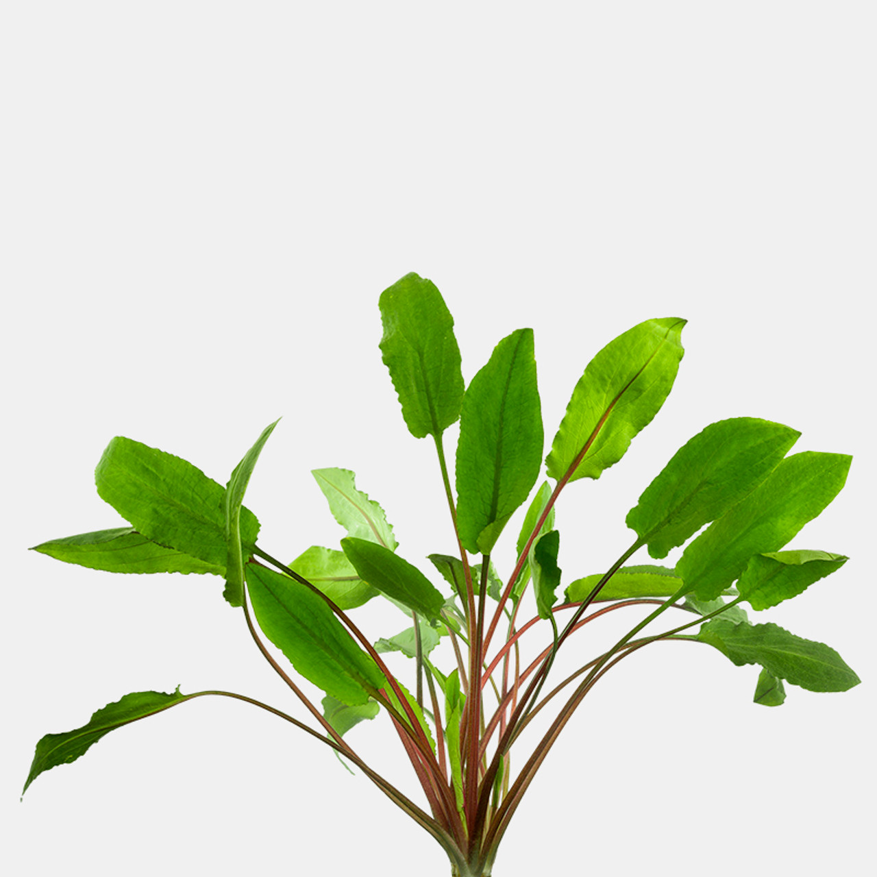 Cryptocoryne Wendtii Green Set Of 2 Plants