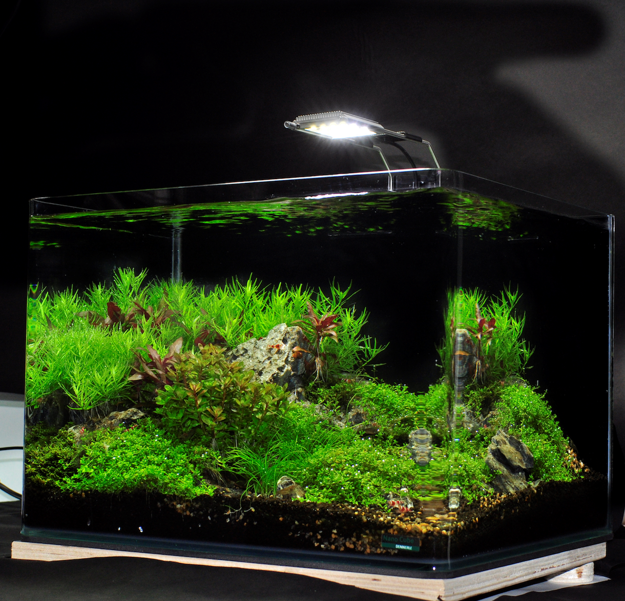 Aquascape Tank Kit with Plants
