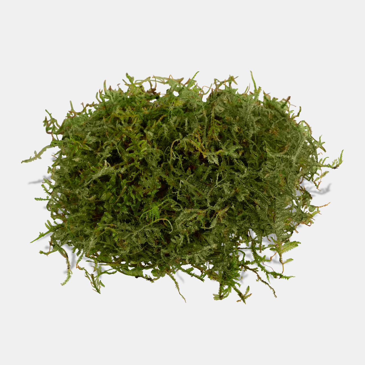 Christmas Moss / Vesicularia Montagnei Portion – SR Aquaristik