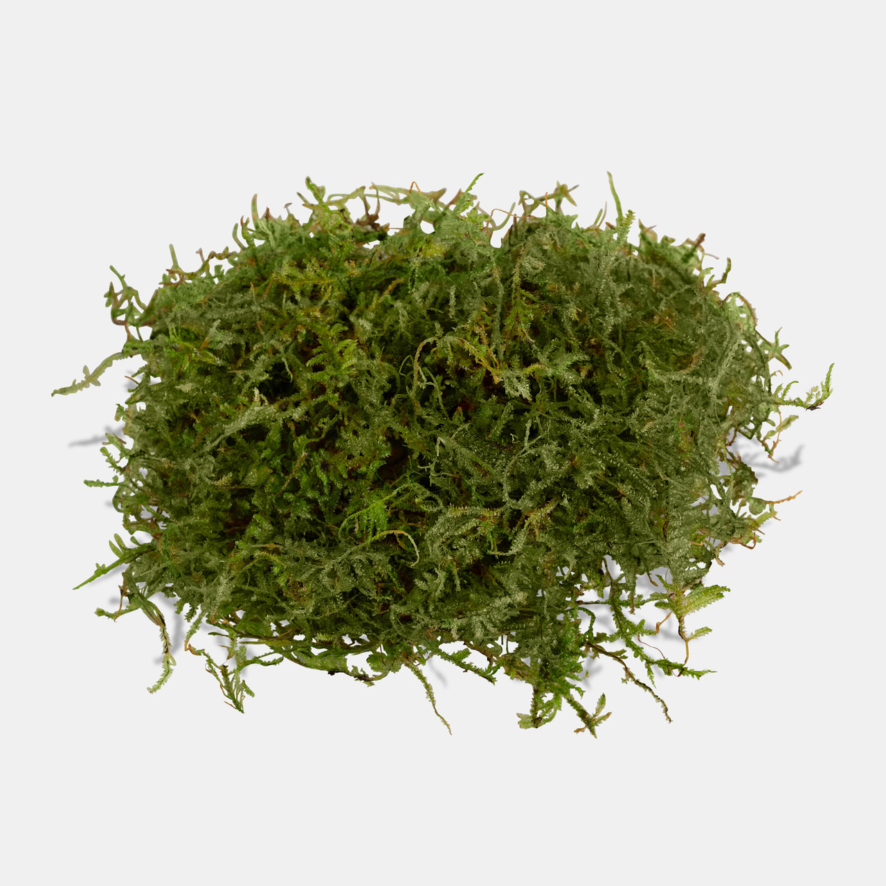 Java Moss (Vesicularia Dubyana)