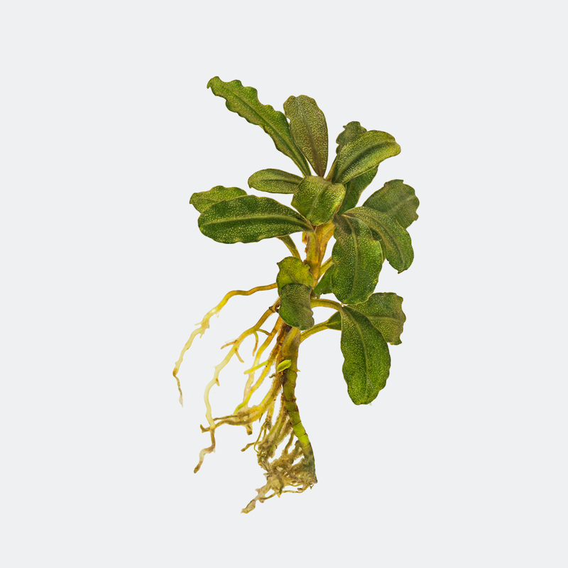 さ*た様 Bucephalandra sp 【公式通販】