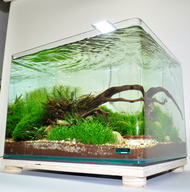 Natural Aquarium Decorations: The Benefits of Adding Botanicals to