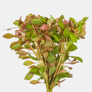 Ludwigia Dark Red