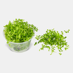 Monte Carlo (Micranthemum sp) 4 ounce Cup