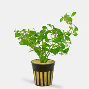 Ludwigia Ovalis - Potted