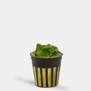 Anubias Nana Petite - Potted Anubias Nana Petite - Potted