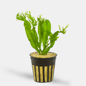 Java Fern Windelov/Lace (Microsorium Pteropus v. "Windelov") - Potted Java Fern Windelov/Lace (Microsorium Pteropus v. "Windelov") - Potted