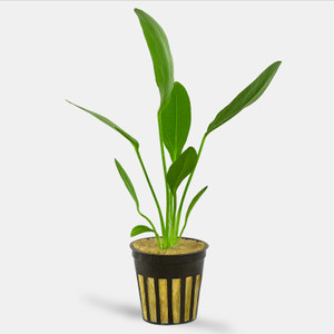 Melon Sword (Echinodorus Osiris) - Potted