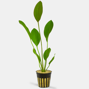 Red Melon Sword (Echinodorus Barthii) - Potted