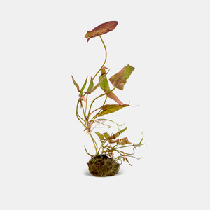 Four Leaf Clover – Marsilea quadrifolia – Water Colors Aquarium Gallery