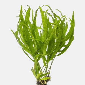 Java Moss (Vesicularia Dubyana) 3x3in
