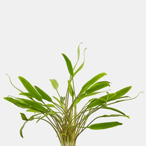 Cryptocoryne Lucens