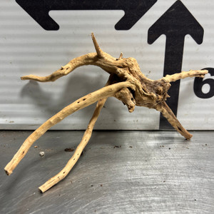 Spider Wood S1