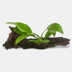 Anubias on Driftwood (Large)