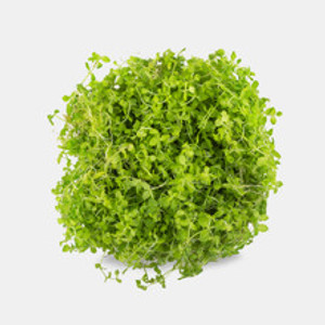 Artificial Aquarium Grass Mat – Aquafaux