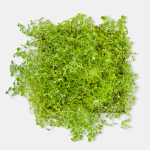 Artificial Aquarium Grass Mat – Aquafaux