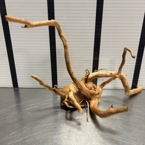 Spider Wood L4