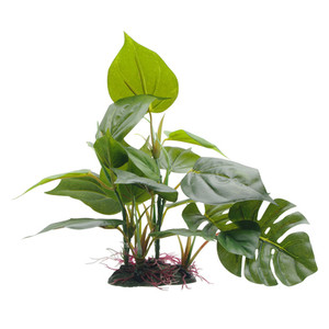 Fluval Anubias Plant, 8 inch Fluval Anubias Plant, 8 inch