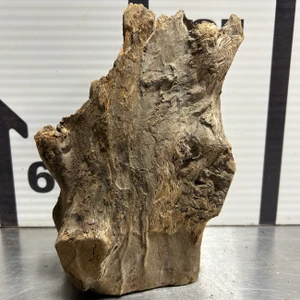 Stump Wood (M10)