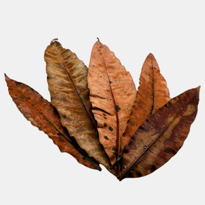 Aquatic Mango Leaves (Pack of 12)