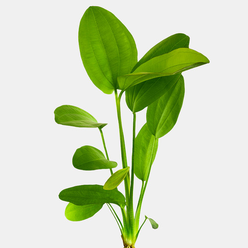 Rose Sword (Echinodorus sp. “Rose”) | Live Aquarium Sword Plant