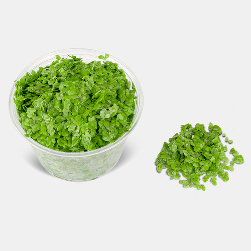 Duckweed Plants (Lemna Minor) – Use in Aquarium, Koi Pond, Aquascape