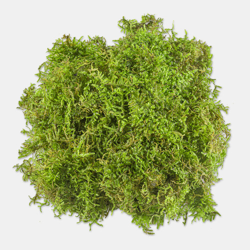 Java Moss (Vesicularia Dubyana) – Easy Live Aquarium Plant, Shrimp Safe, Freshwater