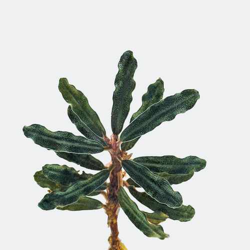 Bucephalandra Artemis