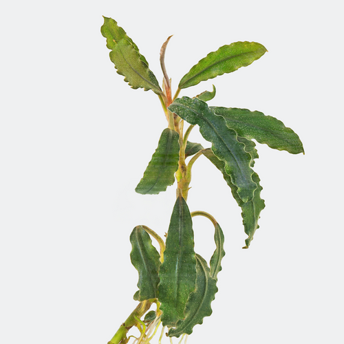 Bucephalandra Artemis