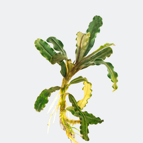 Bucephalandra Artemis
