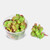Red Root Floater (Phyllanthus Fluitans) - 4 ounce Cup Red Root Floater (Phyllanthus Fluitans) - 4 ounce Cup