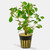 Ludwigia Red (Ludwigia Repens) - Potted