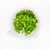 Aqua Scaper's Tank Kit - 10 Gal - Plants Aqua Scaper's Tank Kit - 10 Gal - Plants