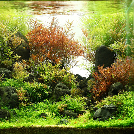 How to plant stemmed and bunched live aquarium plants in your aquarium?