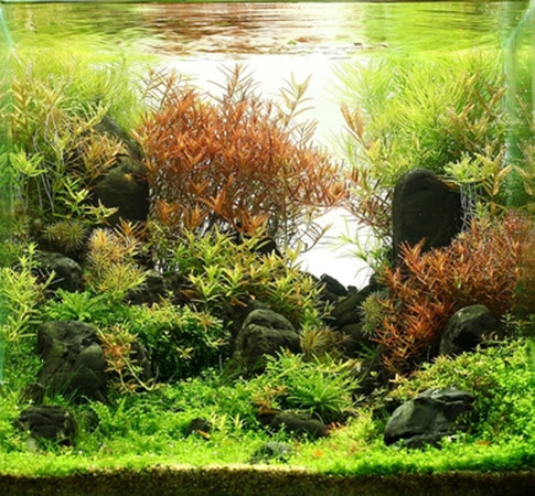 How to Successfully Care for Freshwater Aquarium Plants?