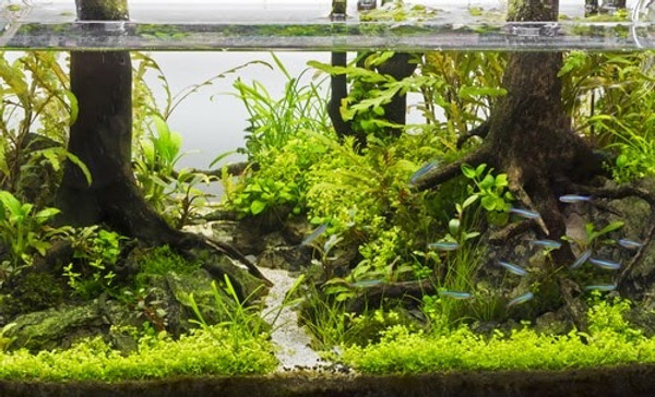 Top 8 Live Aquarium Midground Plants to Spruce Up An Aquarium