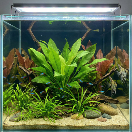 Sword Plants in the Aquarium (Part I): the “Anchor” Plant That Makes a Tank Feel Alive