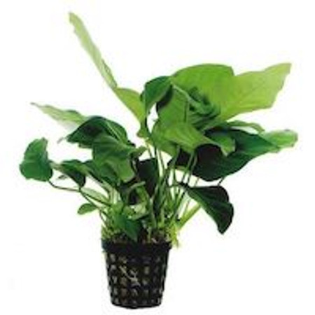 Can I Have Live Aquarium Plants in my Aquarium?