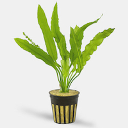 Anatomy of Live Aquarium Plants. Anatomy of Live Aquarium Plants.