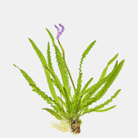 Importance of Photosynthesis to Successful Keeping of Live Aquarium Plants.