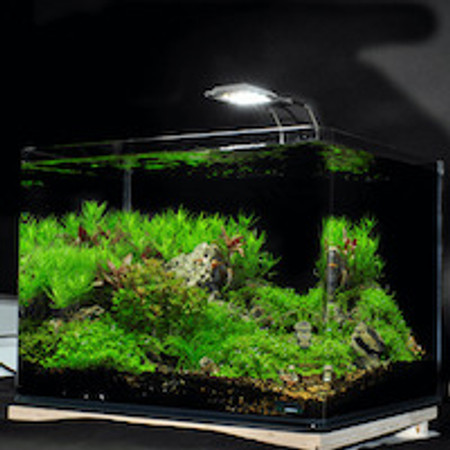 What to Know Before Creating a Live Plant Aquarium What to Know Before Creating a Live Plant Aquarium