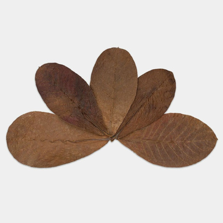 The Wonders of Botanicals in the Home Aquarium The Wonders of Botanicals in the Home Aquarium