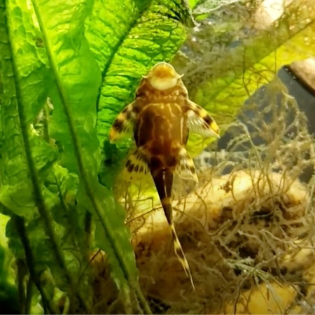 10 Best Looking and Interesting Pleco Catfish for Your Aquarium. 10 Best Looking and Interesting Pleco Catfish for Your Aquarium.
