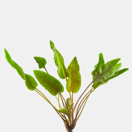 Cryptocorynes: The Underappreciated Workhorses of the Planted Aquarium (A guide to the “crypt garden” species you’ll find at Modern Aquarium)