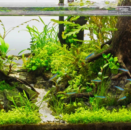 Importance of Photosynthesis to Successful Keeping of Live Aquarium Plants