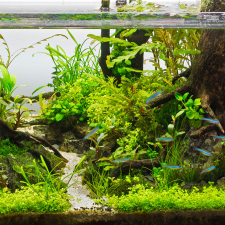 How to Properly Feed Live Aquarium Plants in a Home Aquarium