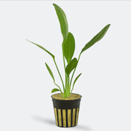 How to Choose the Right Plants for Your Aquarium